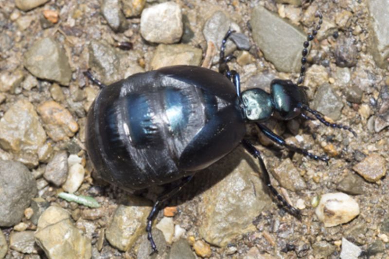 Creatura stranissima trovata nella Lunigiana: Meloe sp.